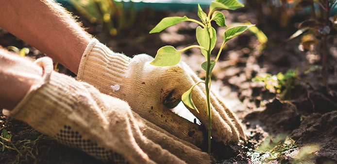 The Microbiome and Detoxification The Microbiome and Detoxification