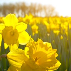 Spring Equinox Detox Spring Equinox Detox