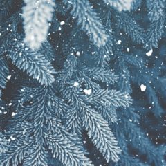 Winter Blues Winter Blues